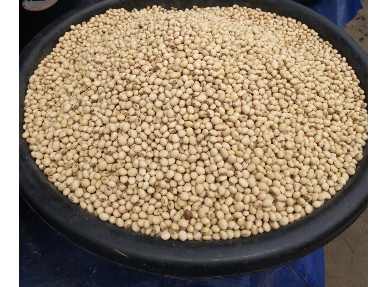 Soya Beans