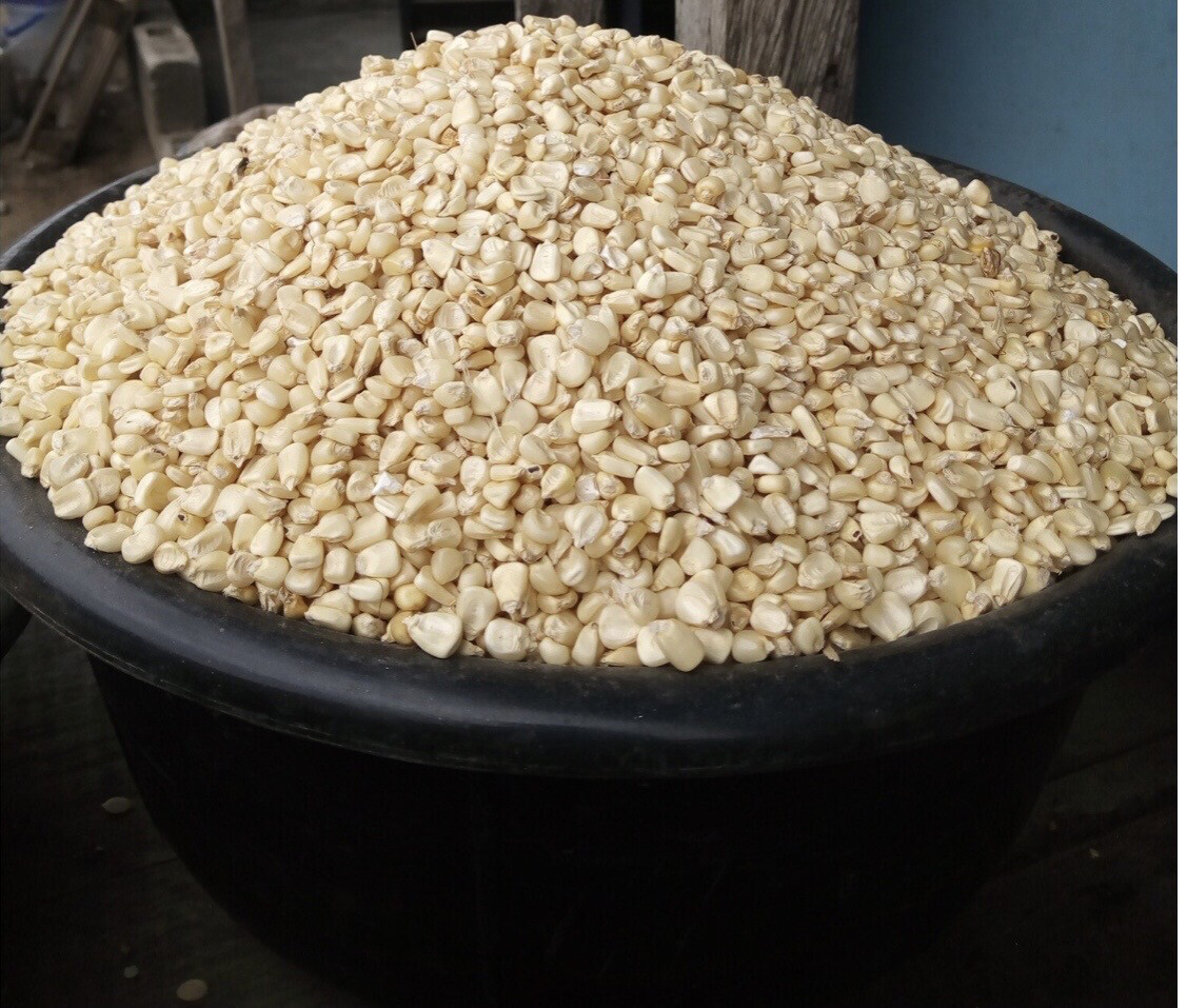 Maize