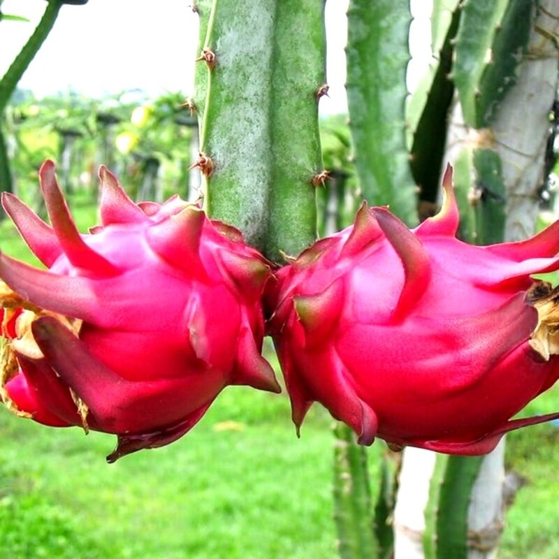 Package 3 Buah A - x5 Pcs