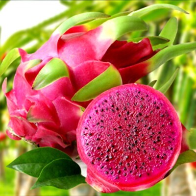 Buah AAA x1 Pc
