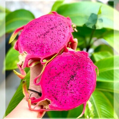 Buah AA x1 Pc