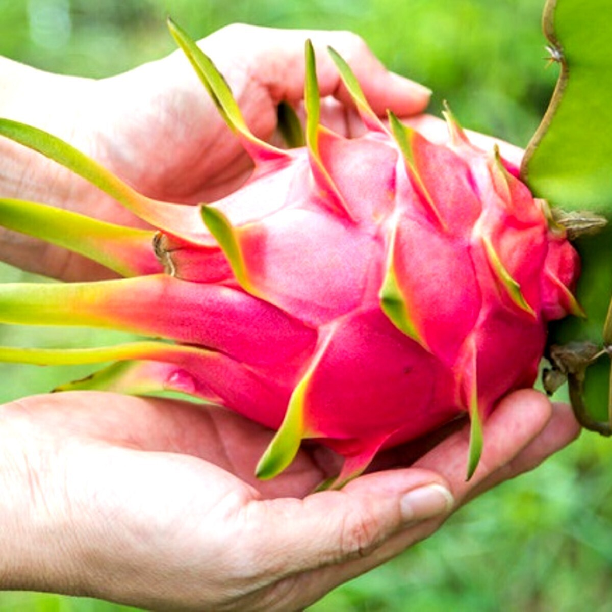 Buah B x1 Pc