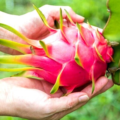Buah B x1 Pc
