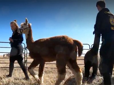 Hands On Learning - Animals FFA students demonstrate to visitors working with alpacas in the obstacle course ring