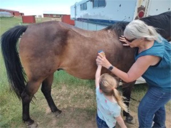 visitors groom Mouse, the horse,  with adult showing young child how to use the grooming brush