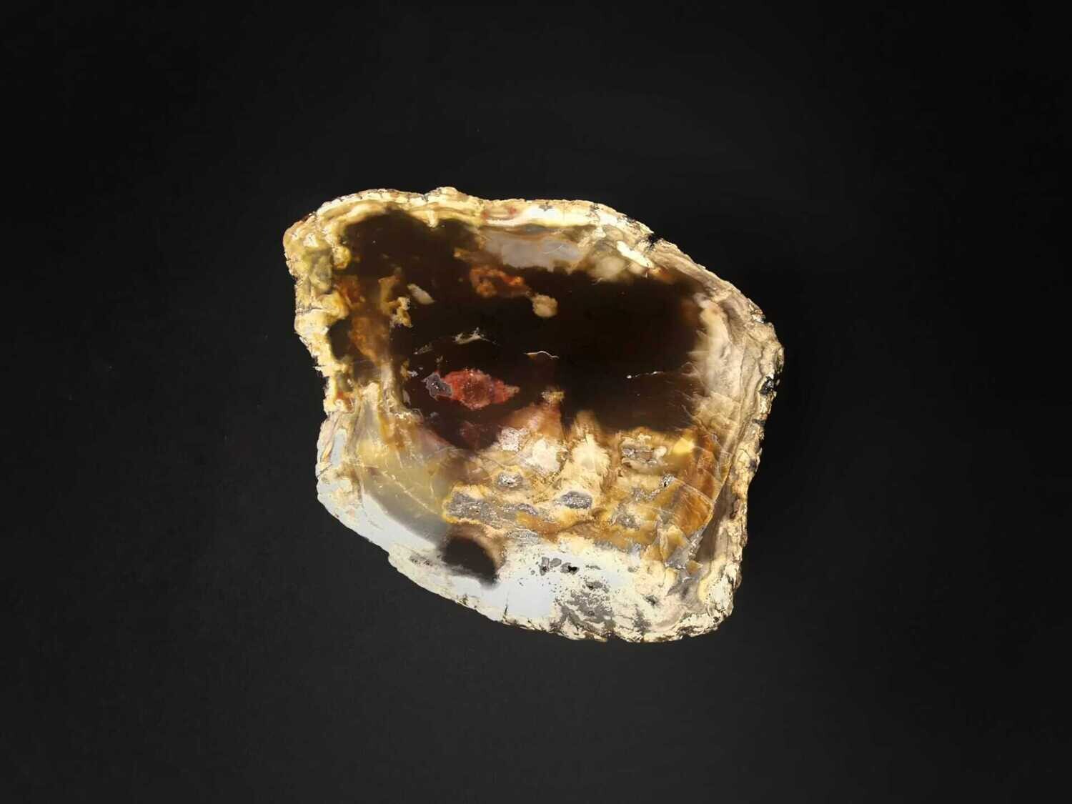 Versteinertes Holz Scheibe 1
