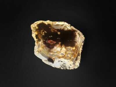 Versteinertes Holz Scheibe 1