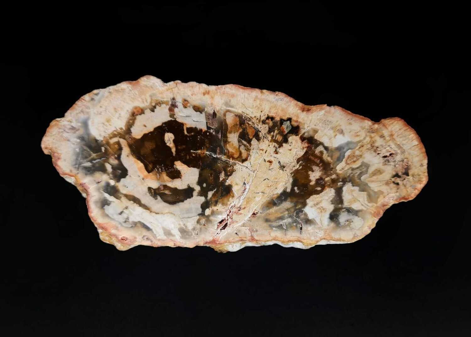 Versteinertes Holz Scheibe 4