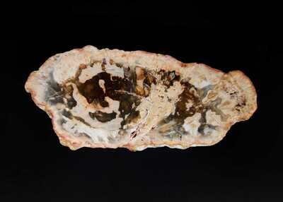 Versteinertes Holz Scheibe 4