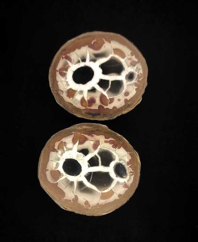 Septarie