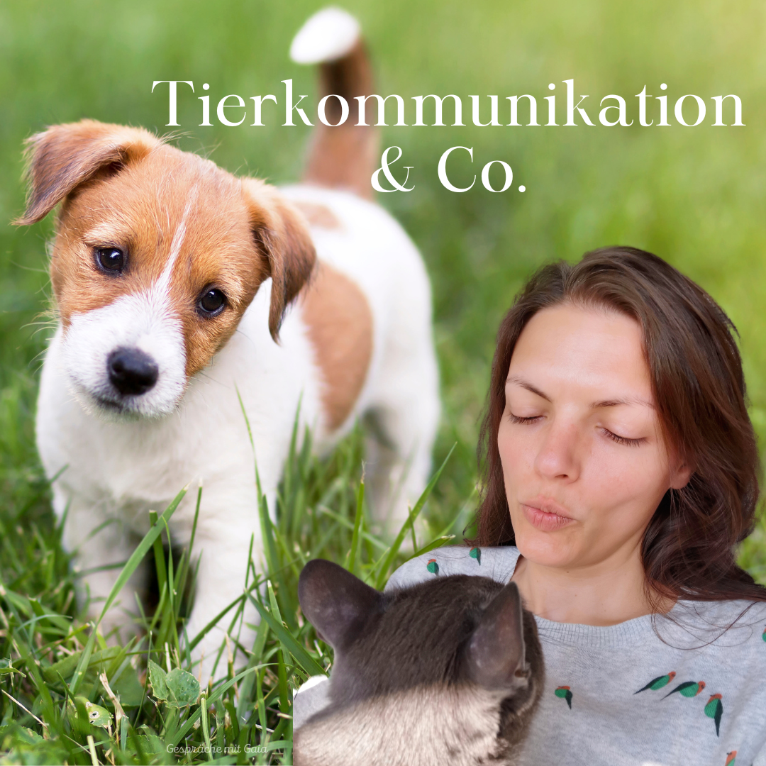 Tierkommunikaton (online)