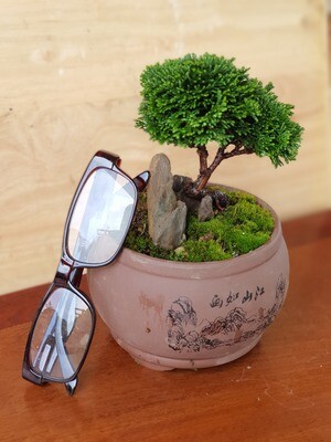 Mini Bonsai
