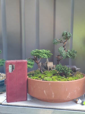 Hinoki Bonsai
