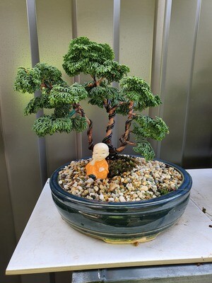 Hinoki Bonsai