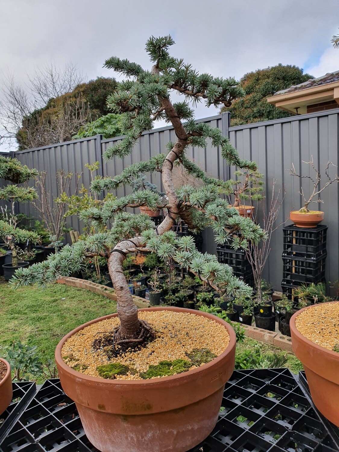 Golden Cedar Bonsai