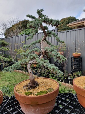 Golden Cedar Bonsai