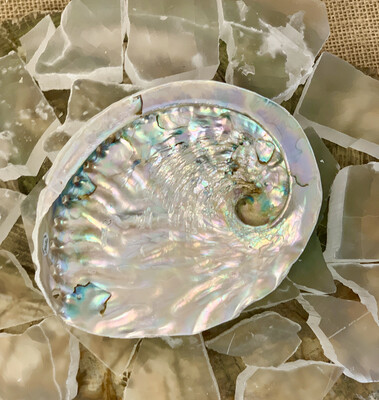 Abalone Shell