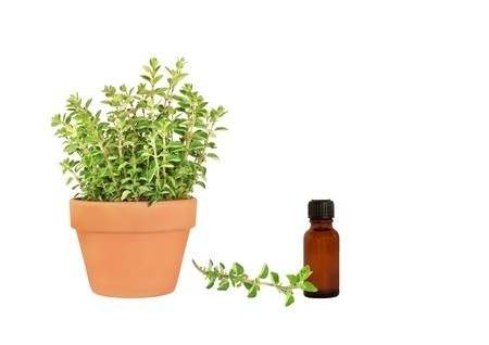 Oregano, Essential Oil (Discontinued)
