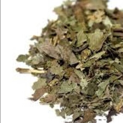 Sassafras Leaf Sassafras Leaf