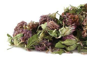 Red Clover Blossoms