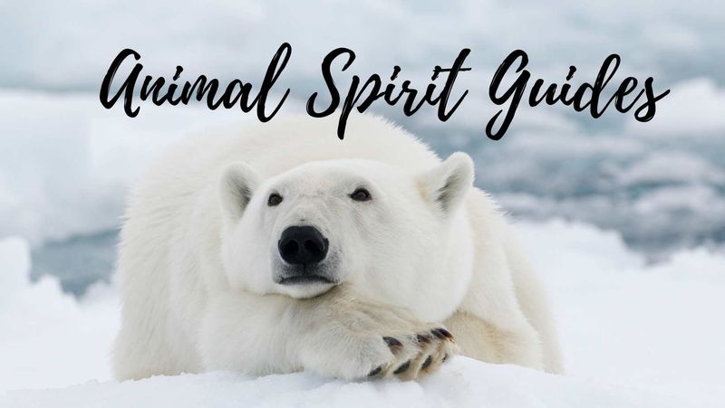 "Animal Spirit Guide Journey" Package