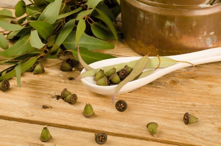 Eucalyptus, Essential Oil