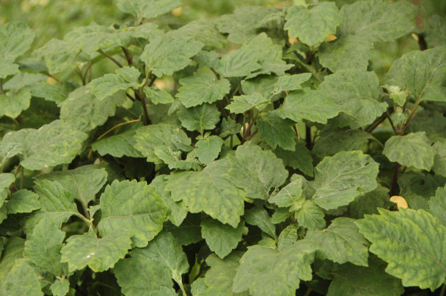 Patchouli, Essential Oil