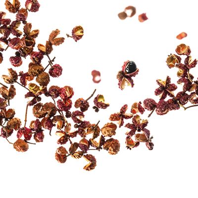 Baies Sansho de Suisse