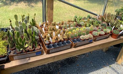 Cactus