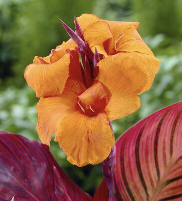 Canna Lilies 