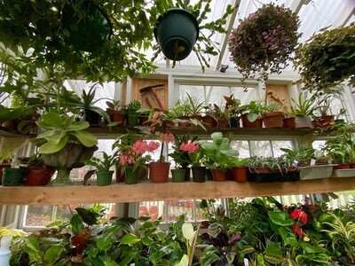 Houseplants