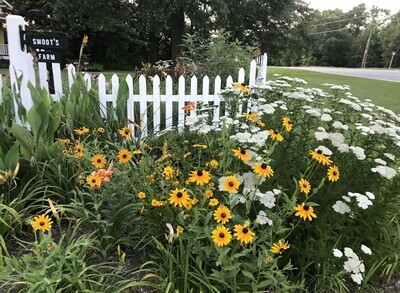 Outdoor Plants