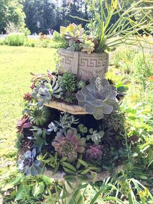 Succulents