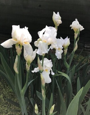 Iris