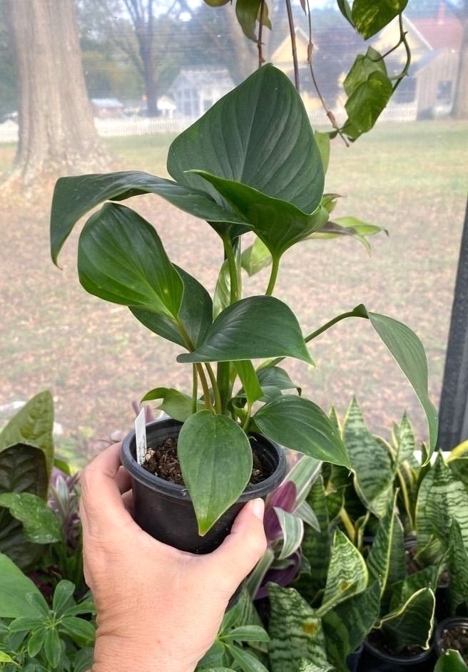 Anthurium Pachyneurium Big Red Bird 3&quot; Pot Live Plant