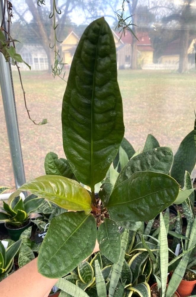 Anthurium Superbum 4&quot; Tall Pot Live Plant