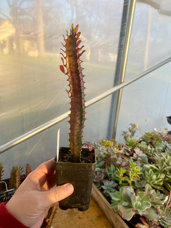 African Milk Tree Euphorbia Trigona Rubra Red 2.5&quot; Tall Pot Live Plant