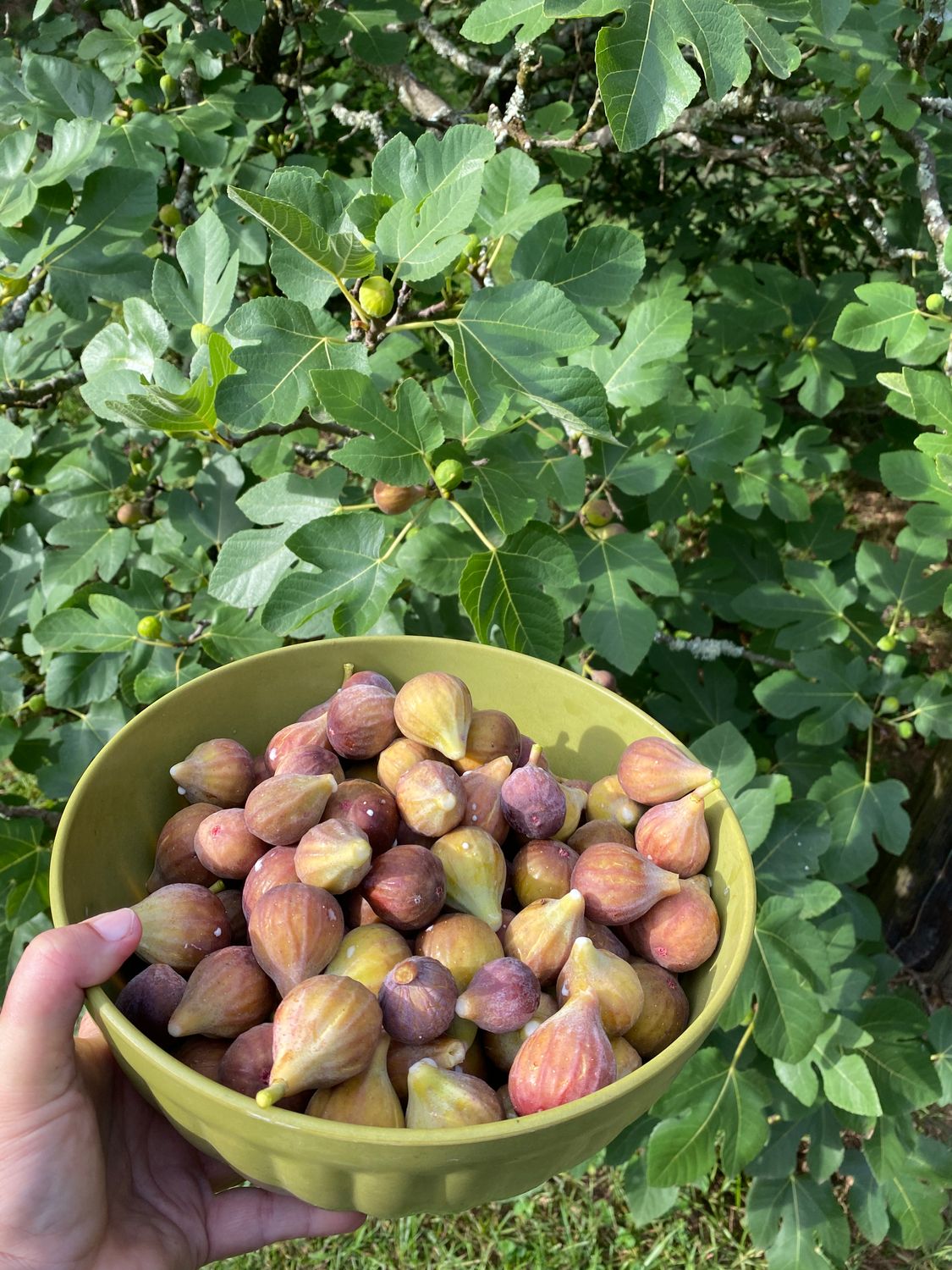 Figs - Fresh Picked Brown Turkey 1 lb bag $5