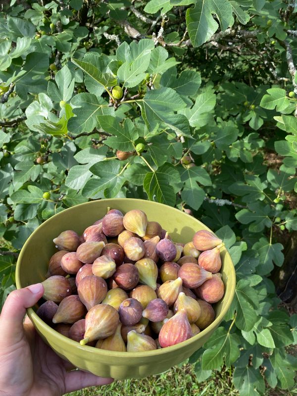 Figs - Fresh Picked Brown Turkey 1 lb bag $5