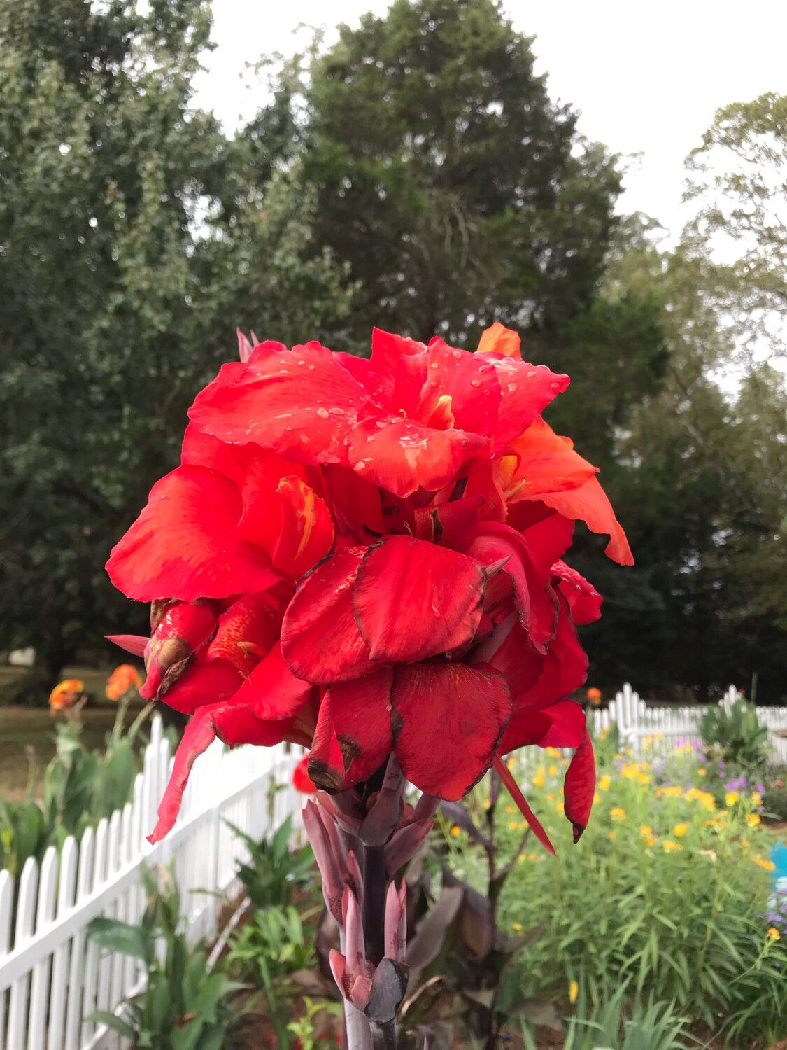 Canna Lily Australia Red Flower Red Leaf 1 Rhizome Plant