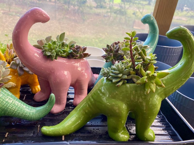 T Rex Or triceratops Dinosaur Planter with Succulents