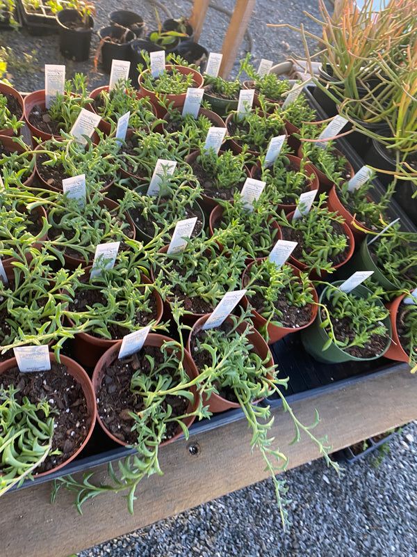 String of Dolphins 4&quot; Pot