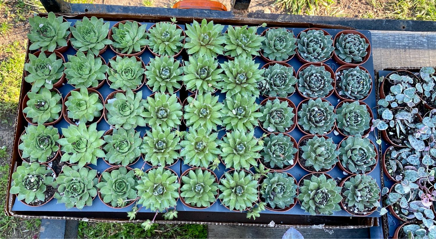 Hen And chicks Succulents 2” Pots