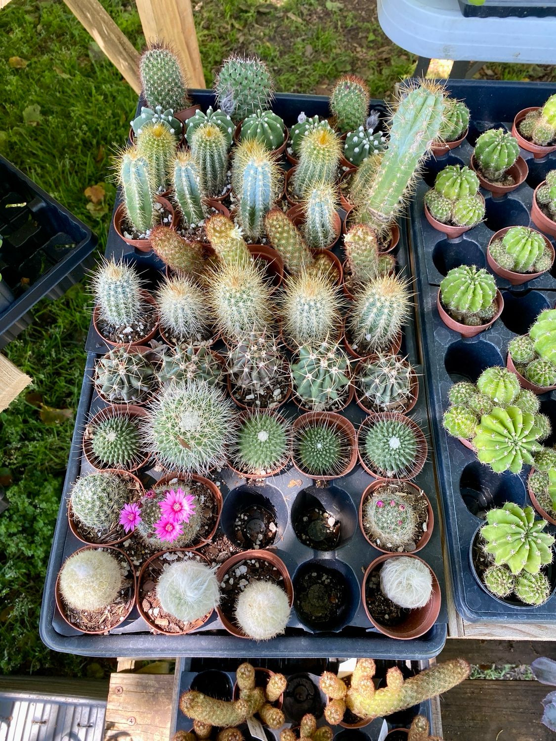 Cactus Assorted 2” Pot - $3 Each