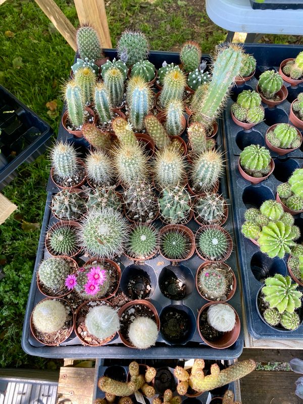 Cactus Assorted 2” Pot - $3 Each