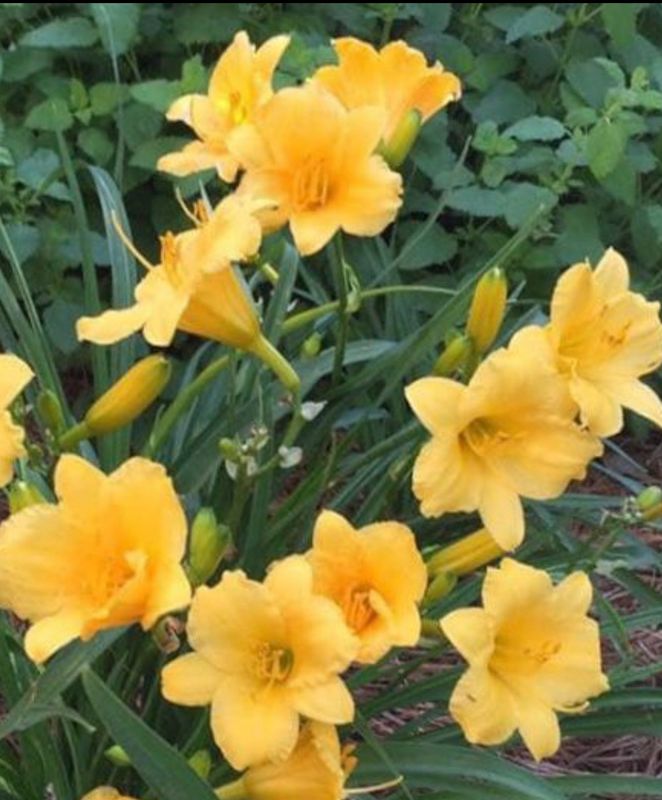 Daylily Stella D&#39;Oro