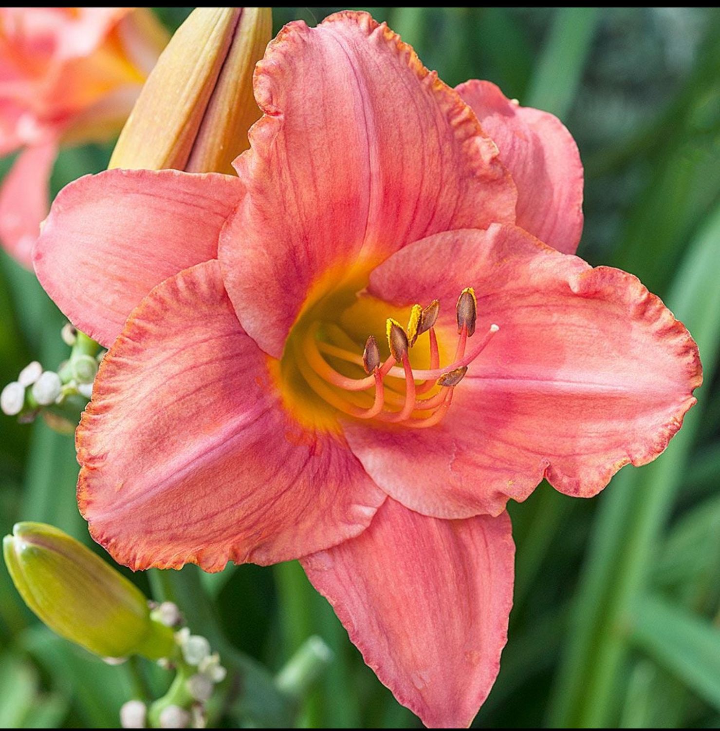 Daylily South Seas #1 Division