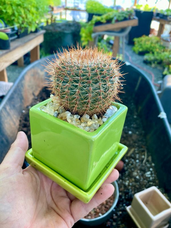Cactus In Lime Green Pot - Pre Potted