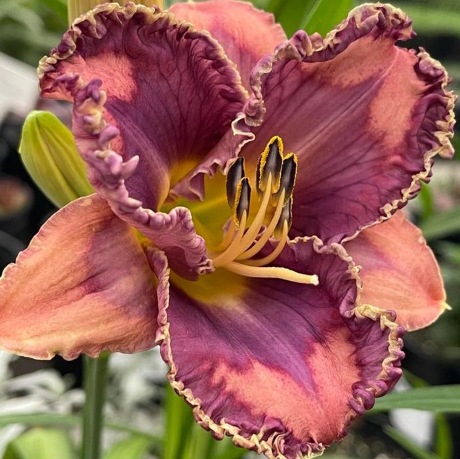 Daylily You&#39;ve Got Soul
