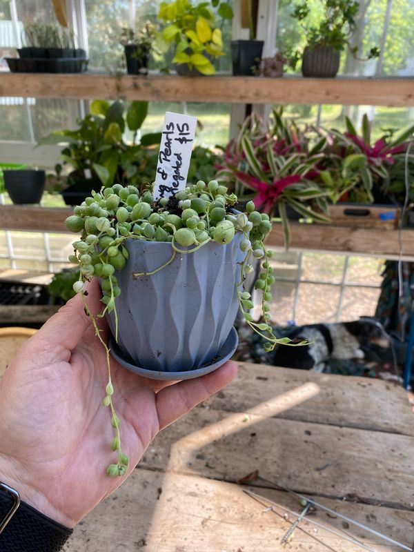 String Of Pearls Variegated With Small Black Pot - Pre Potted